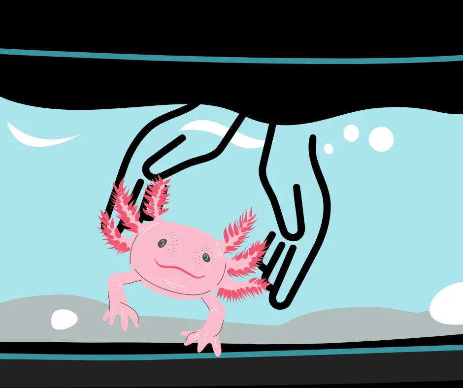transferring an axolotl by hand