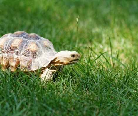 turtle diet