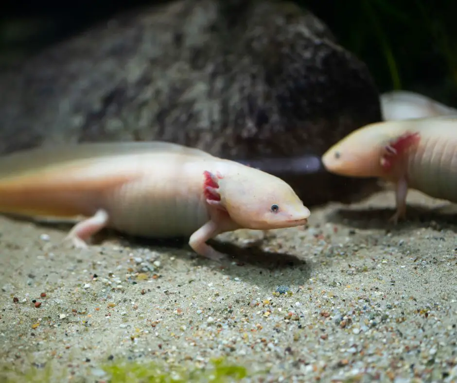 two axolotls