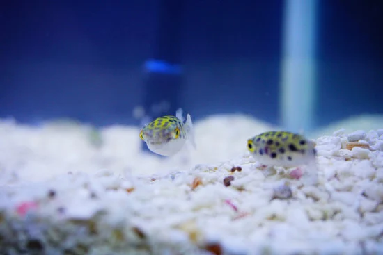 two green spotted puffer fish in a tank