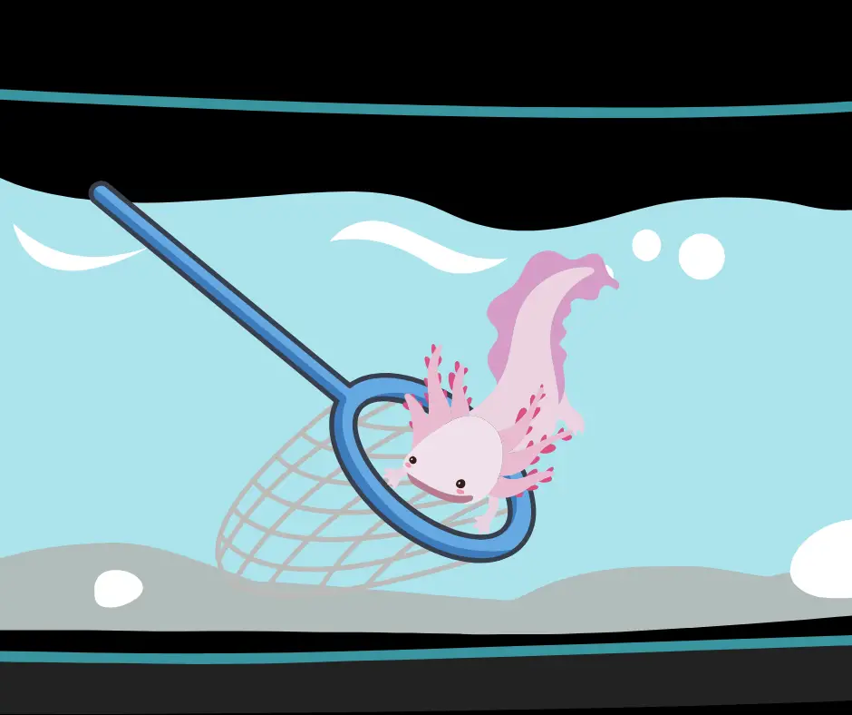 using a net to transfer an axolotl