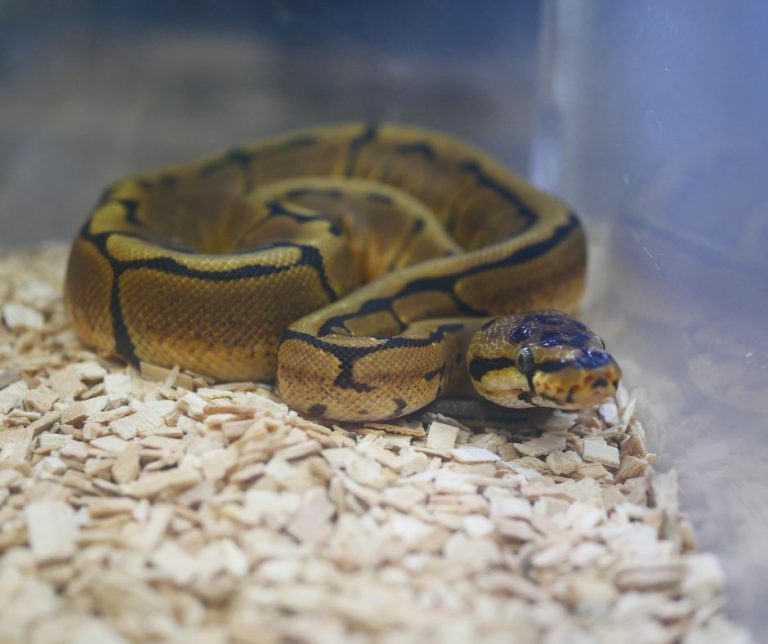 Can You Use A Fogger For a Ball Python?