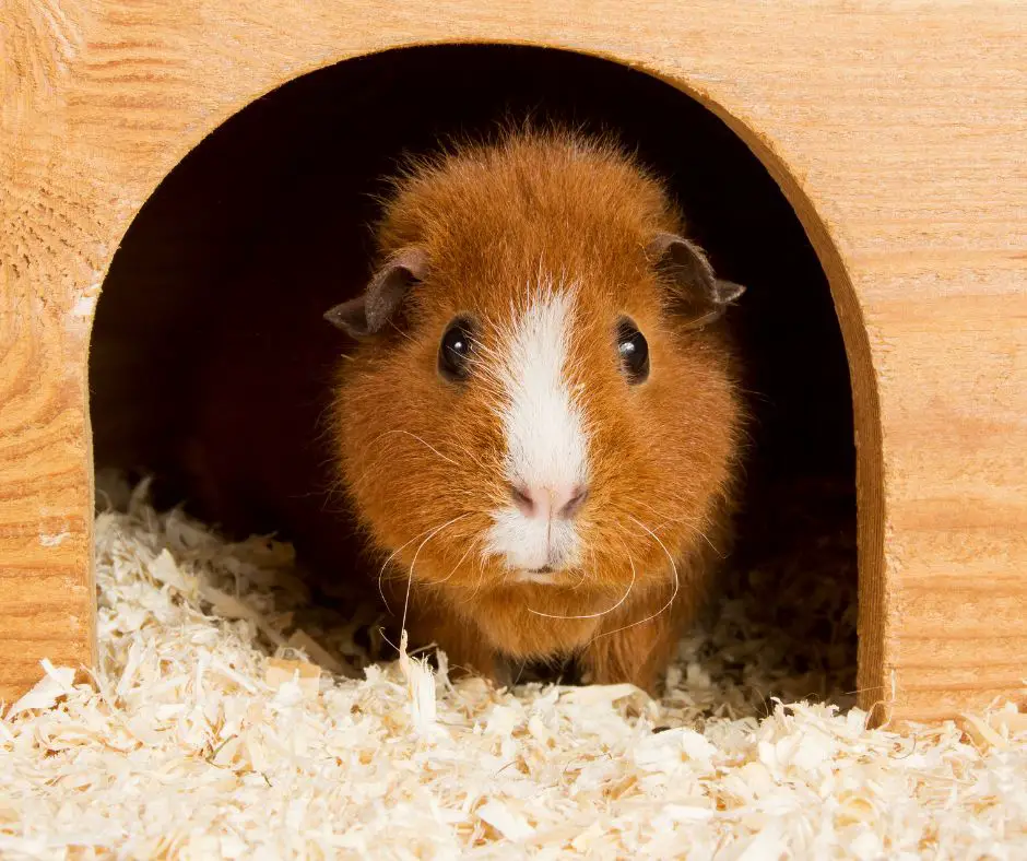 A guinea pig is standing in its house