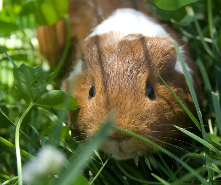 A guinea pig is walking in the green grass