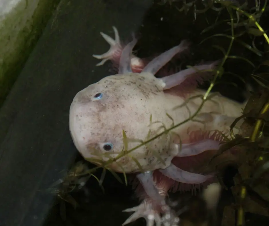 Axolotl is hiding