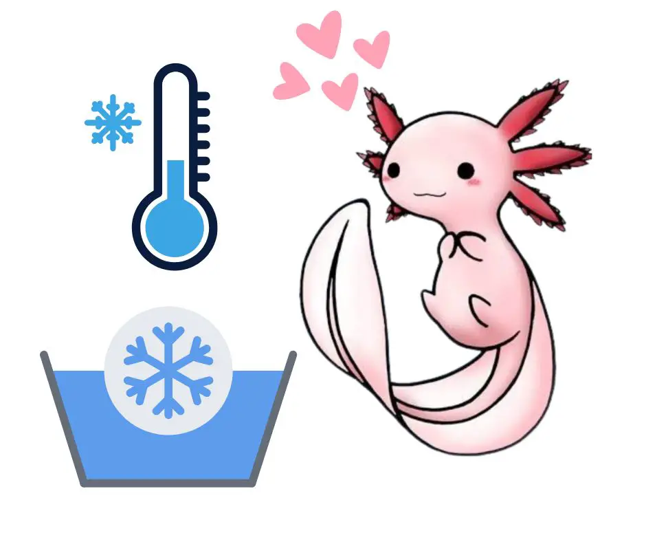 Axolotls prefer cold water