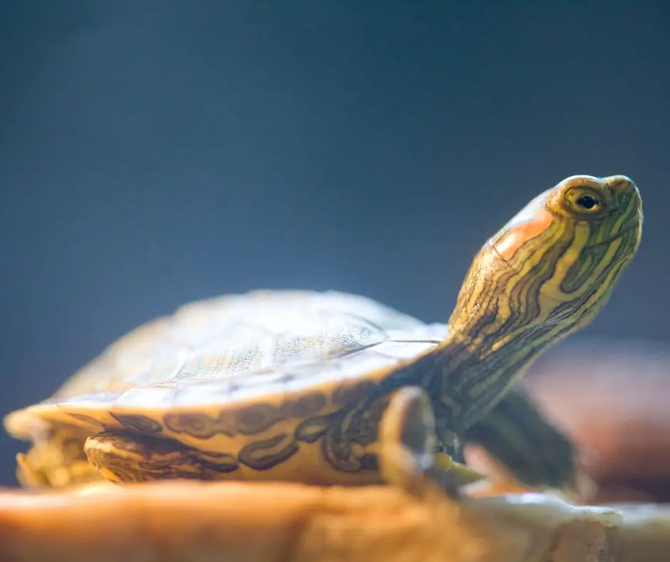 Baby Red-eared slider