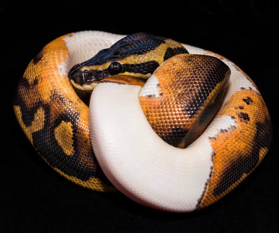 Ball python is curling up