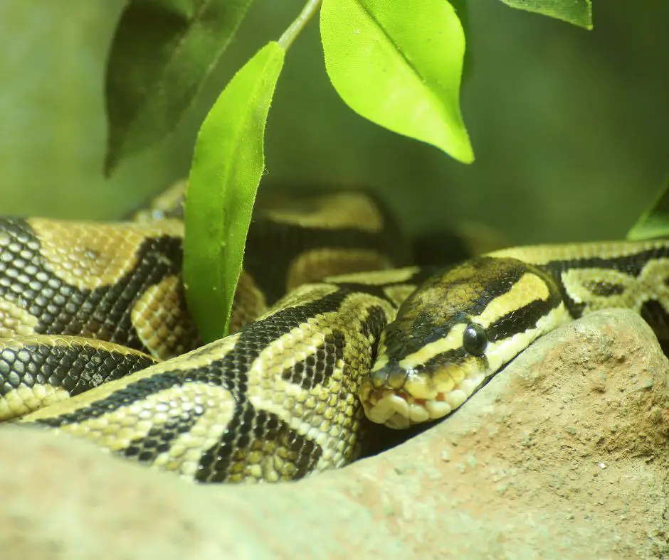 Ball python's head is resting on a rock