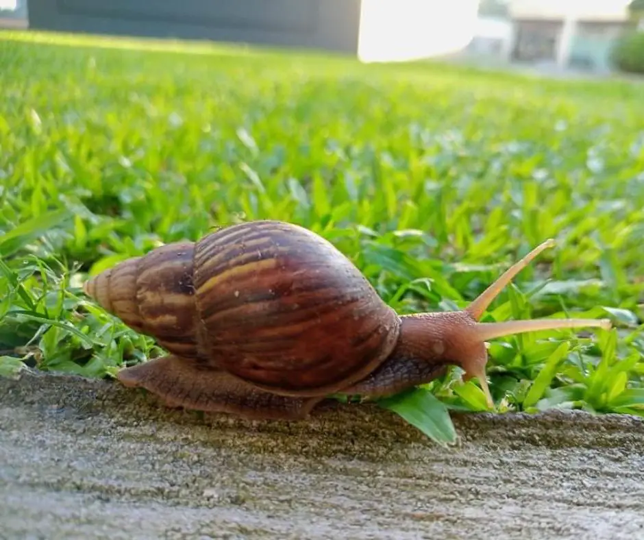 Bladder Snails