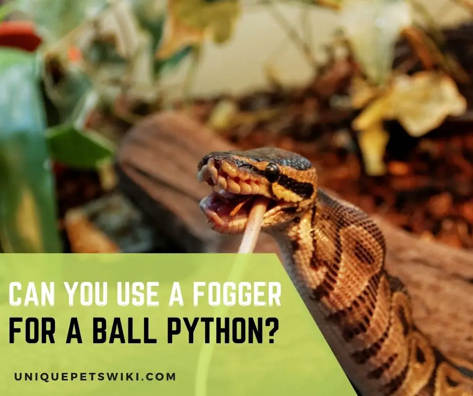 Can You Use A Fogger For A Ball Python
