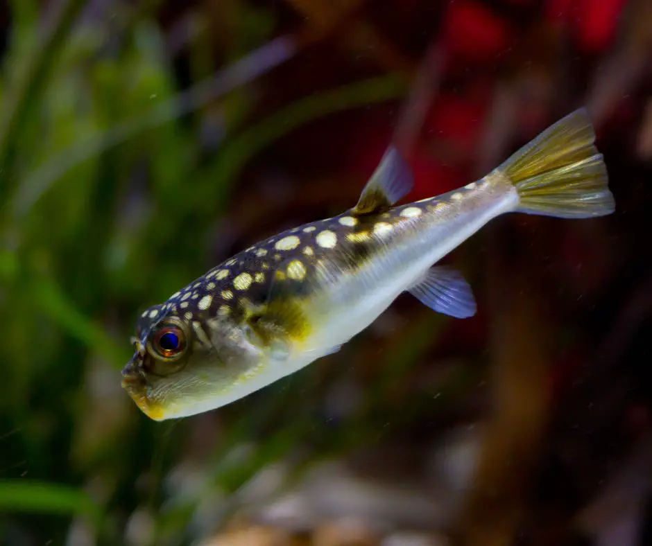 Congo Puffer is swimming