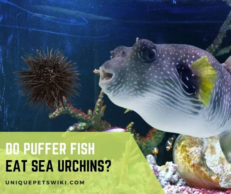 Do Puffer Fish Eat Sea Urchins?