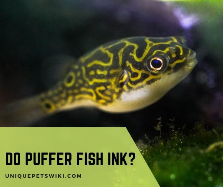 Do Puffer Fish Ink?