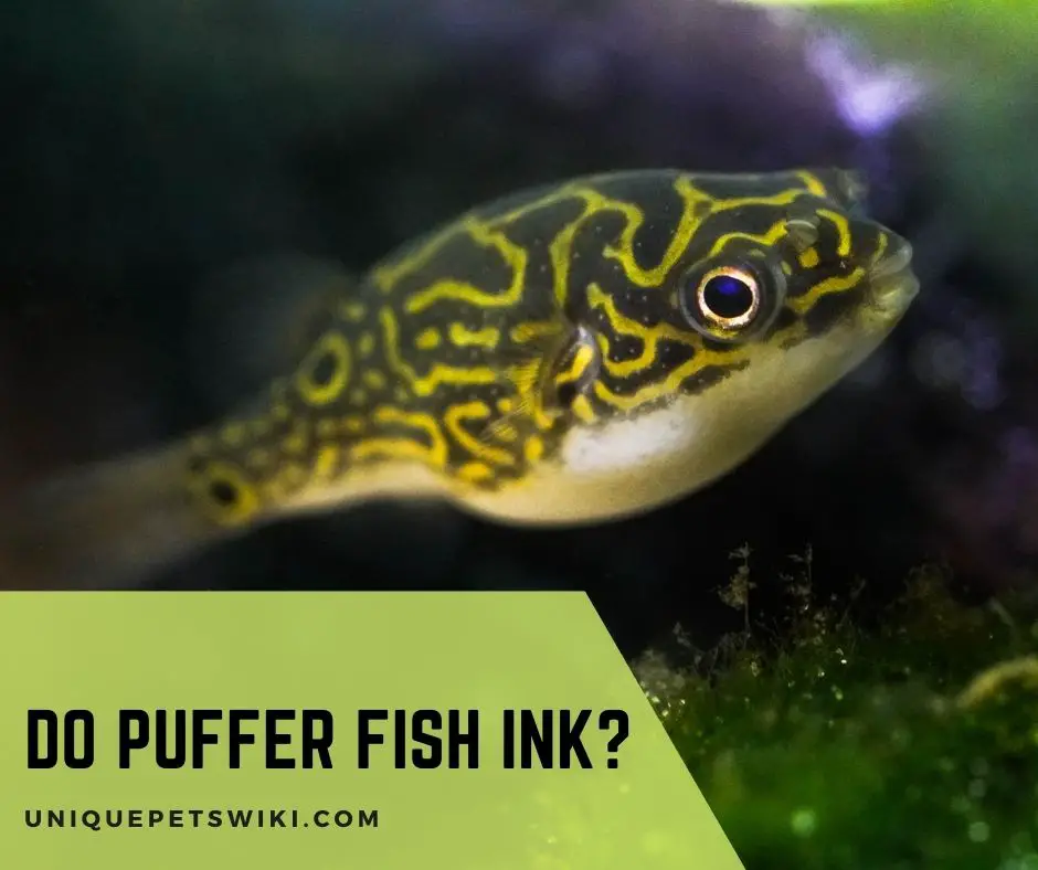 Do Puffer Fish Ink