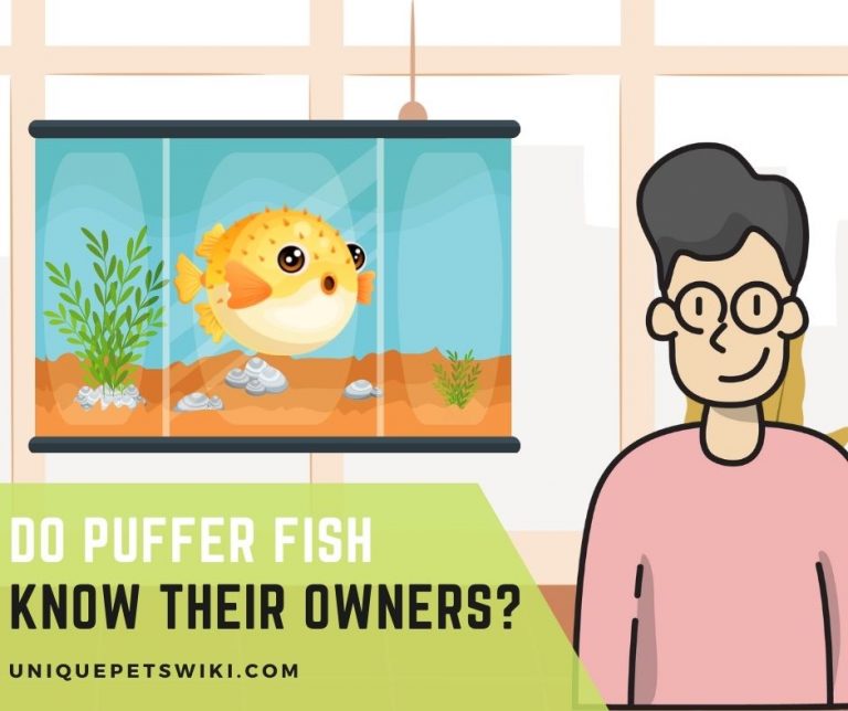 Do Puffer Fish Know Their Owners?