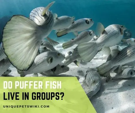 Do Puffer Fish Live in Groups