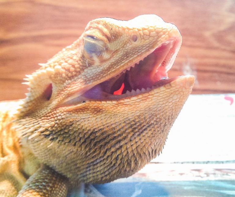 Why is My Bearded Dragon Panting? 8 Causes and Solutions