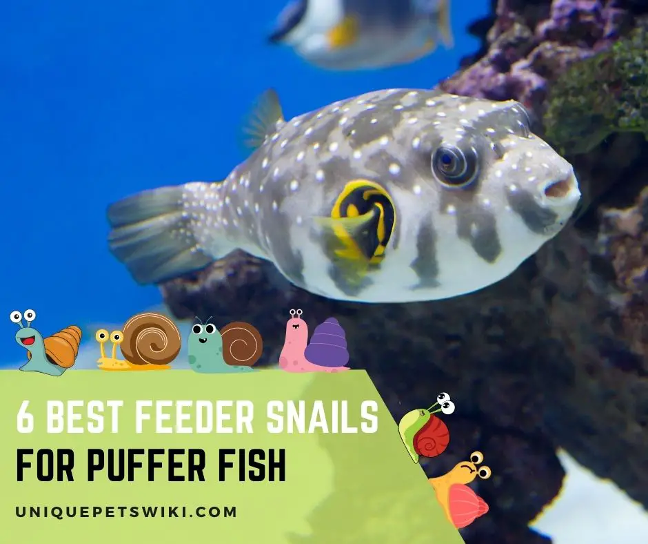 Feeder Snails For Puffer Fish