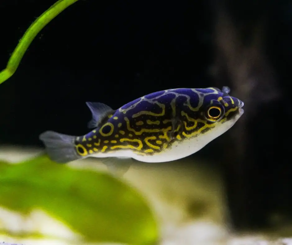 Figure 8 Puffer Fish is in the fish tank