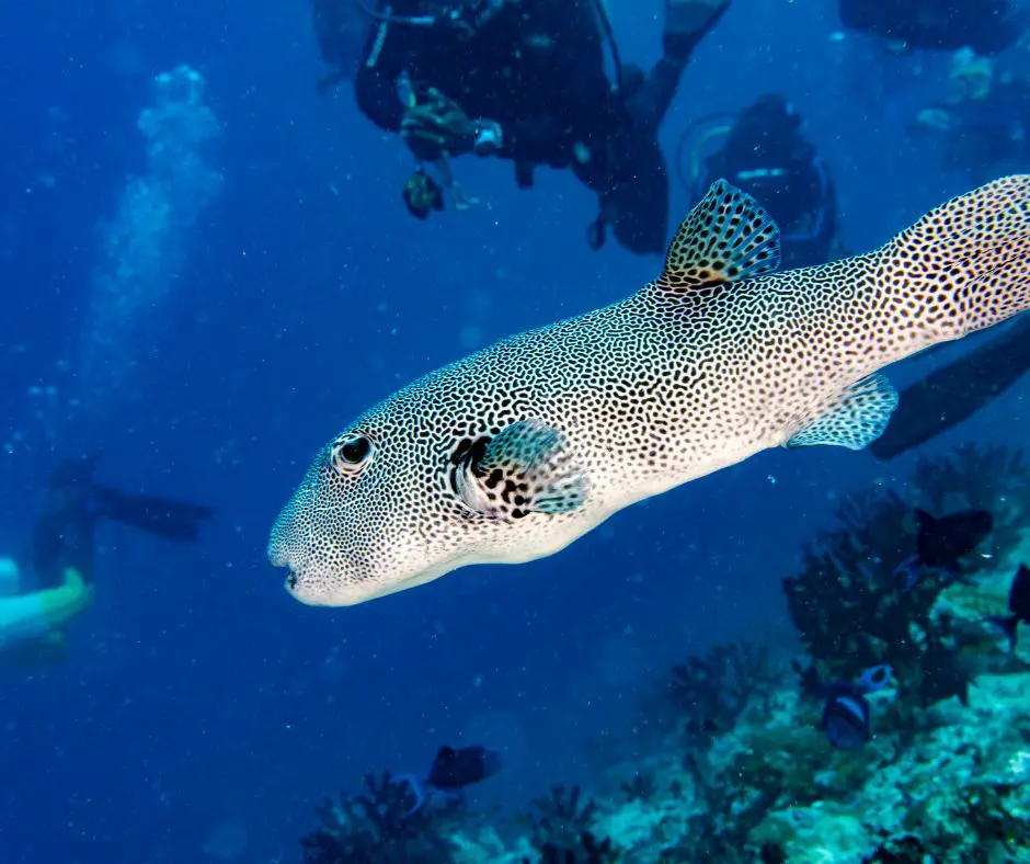 Giant oceanic Box puffer fish underwater portrait