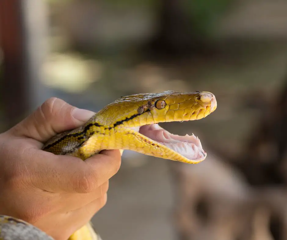 Hand is holding Ball Python snake