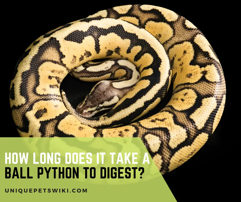 How Long Does It Take A Ball Python To Digest