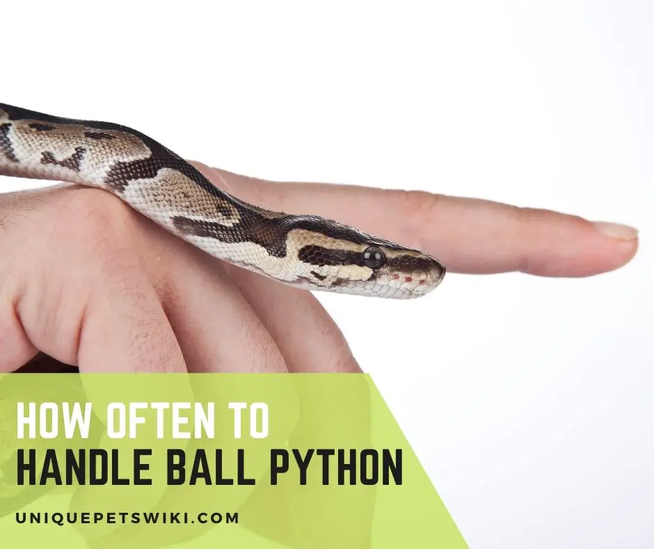 How Often To Handle Ball Python