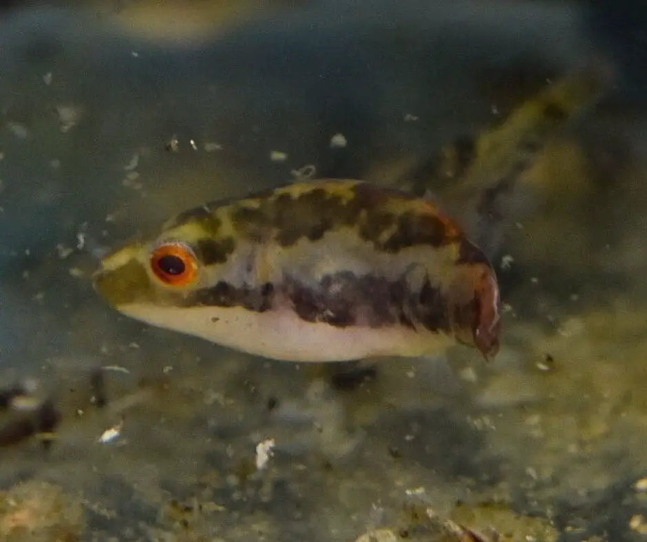 Male Red-eyed Puffer Fish