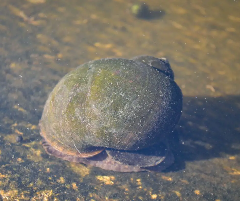 Pond Snails