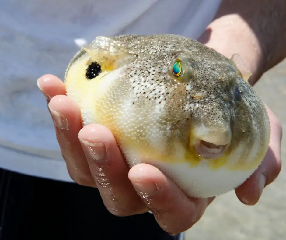 Puffer Fish is Bloating on the man hand