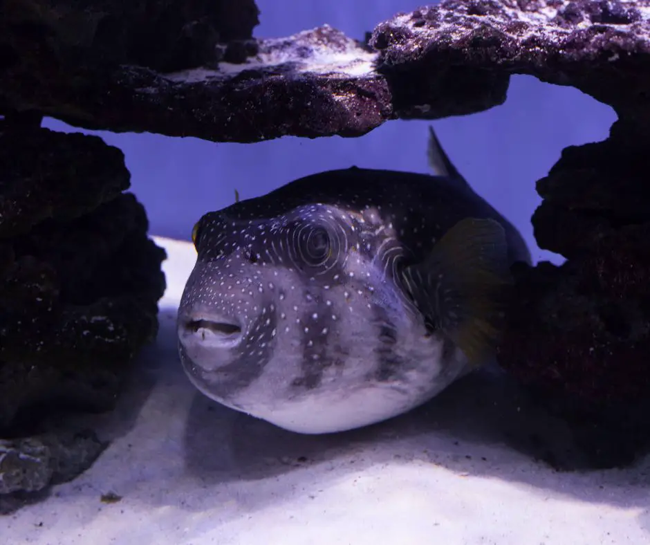 Puffer fish is hiding in the fish tank