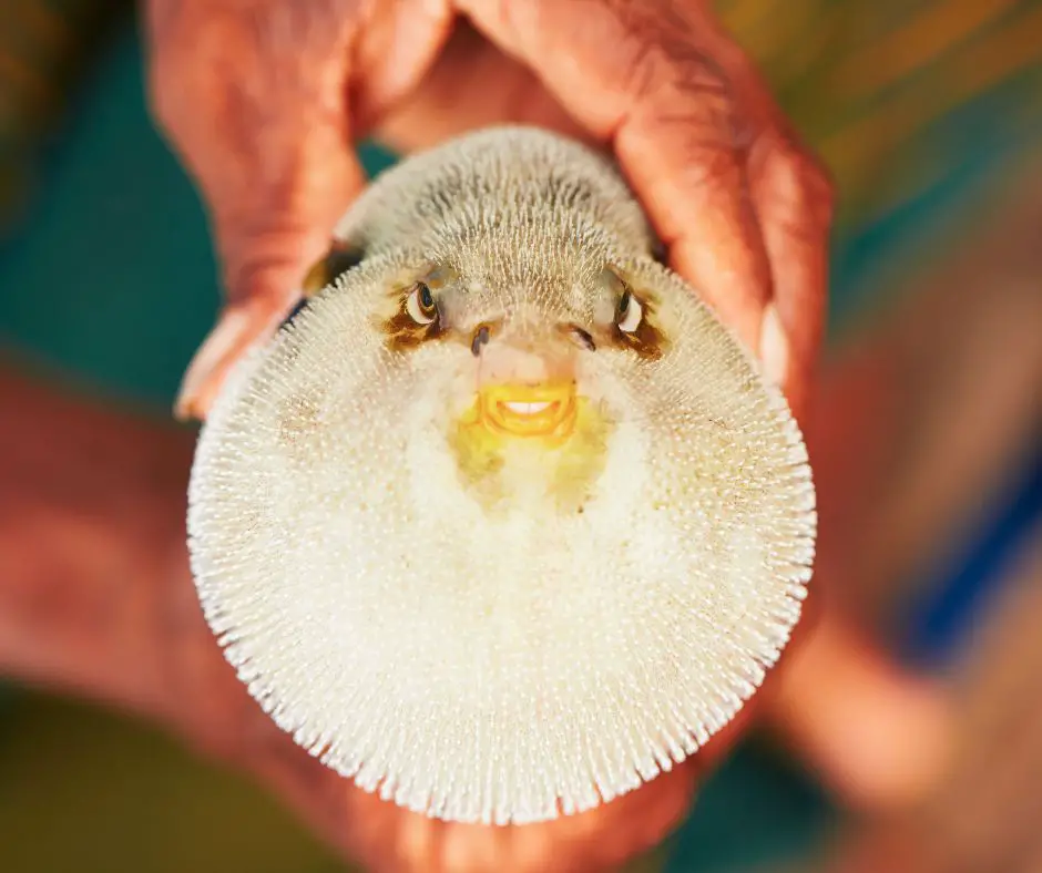 Puffer fish is puffing up when the man holds it