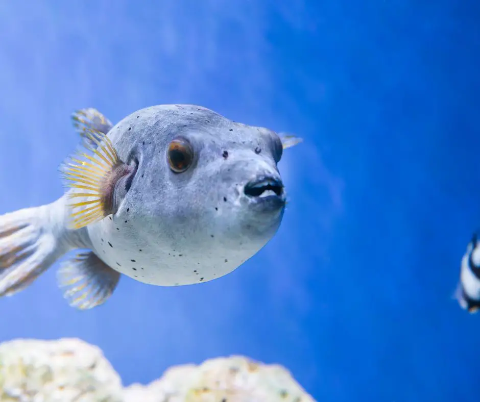 Pufferfish usually alone in the ocean