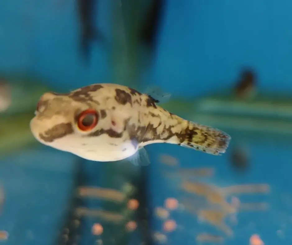 Red Eye Puffer fish is swimming in the fish tank