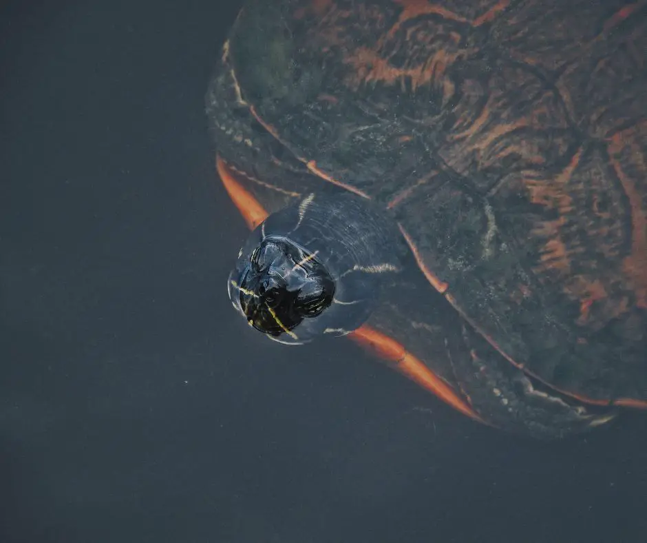 Red-ear slider is floating on the water