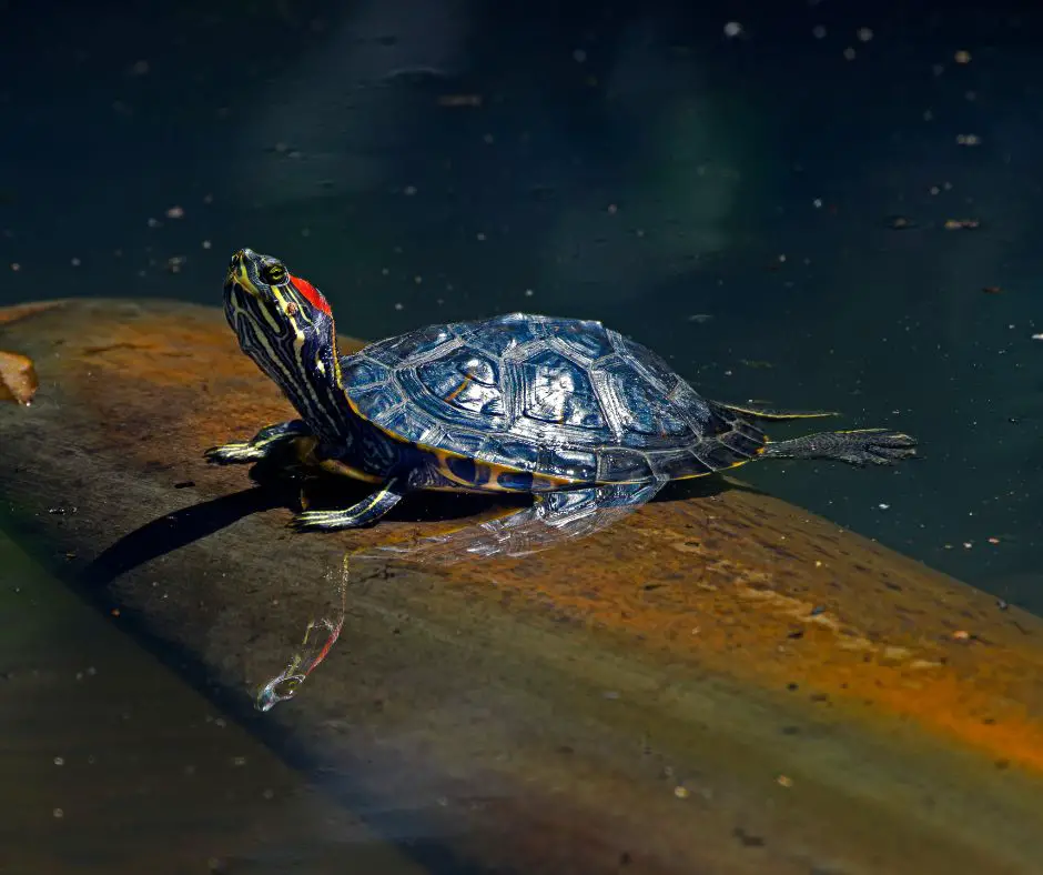 Red ear slider is in the sun