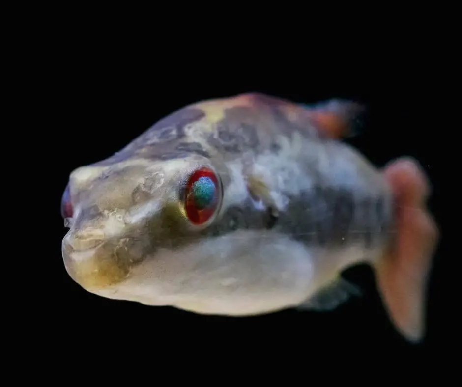 Red eyed puffer fishs face