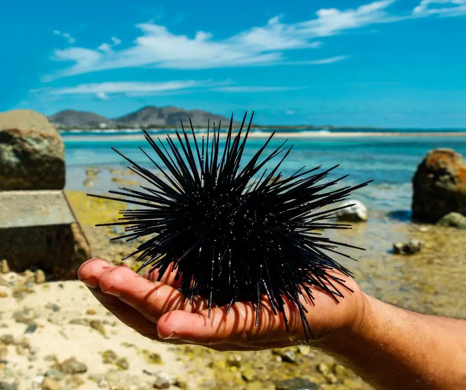 Sea Urchin in hand