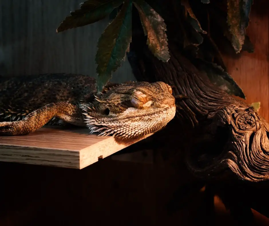 Sleeping bearded dragon