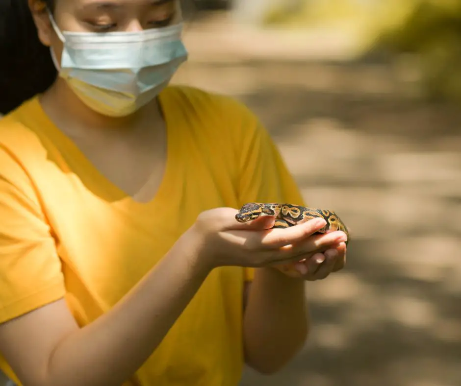 Teenage Girl with Ball Python Snake in Hand.