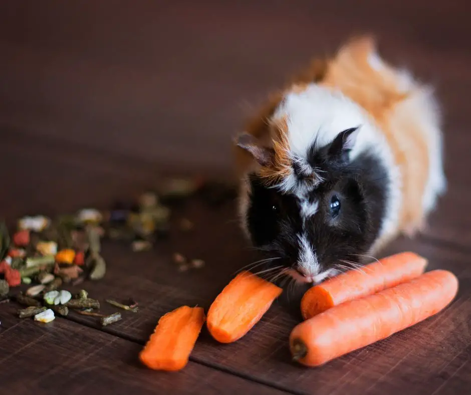 The guinea pig eating carrot