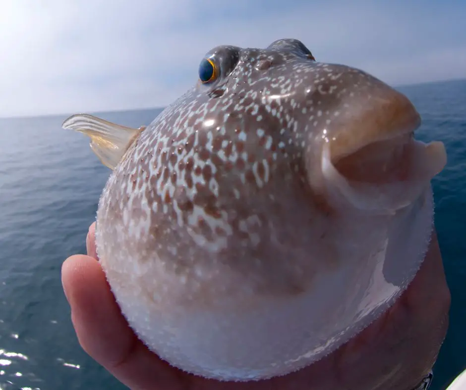 The puffer fish puff up to defend
