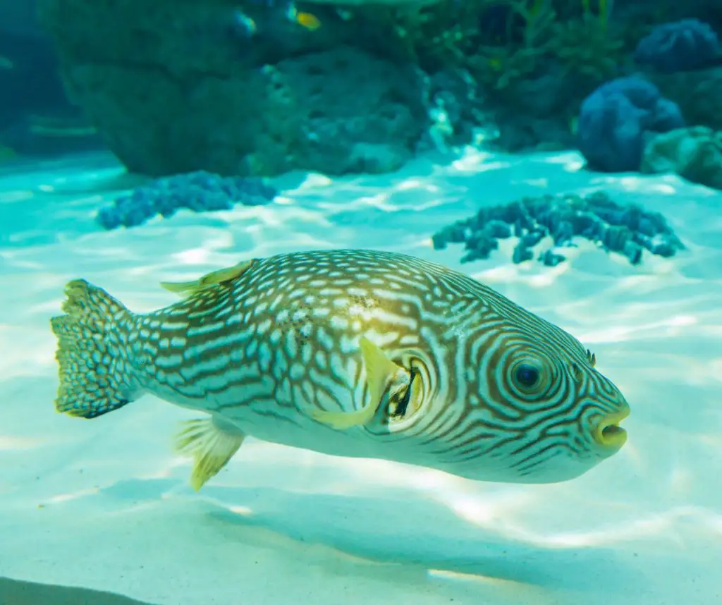 White-Spotted puffer is swimming in the aquarium