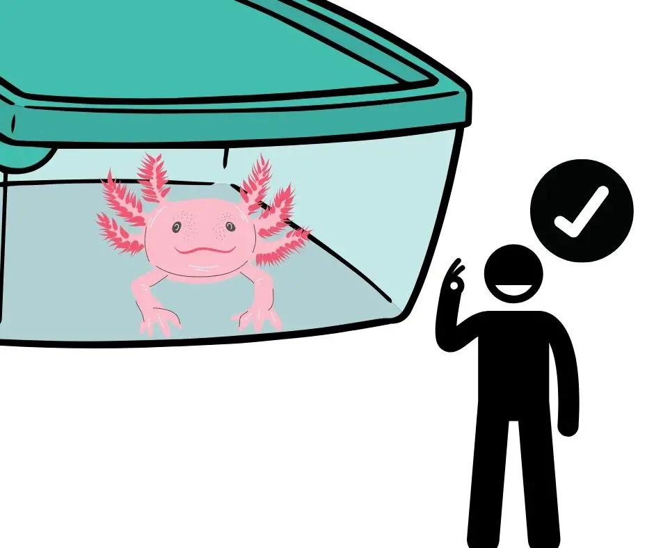 Yes, you can keep axolotls in a plastic tub 
