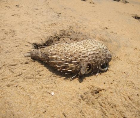 Are Puffer Fish Poisonous When Dead