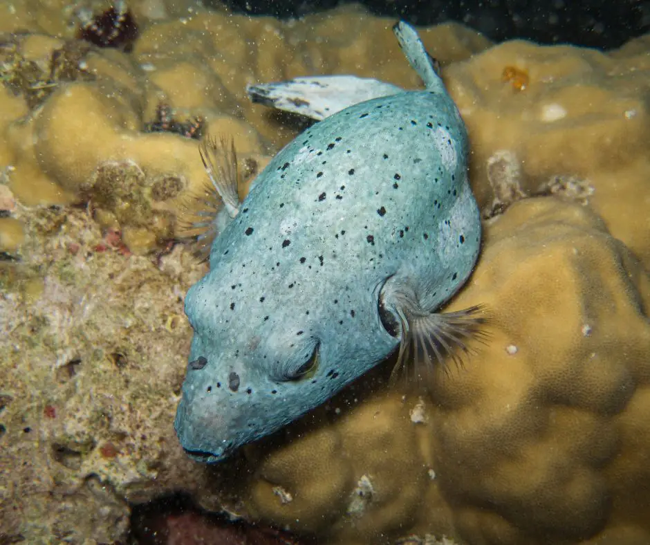 A dog face puffer fish is stressing