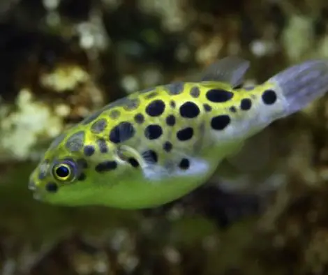 What Fish Can Go With Leopard Puffer