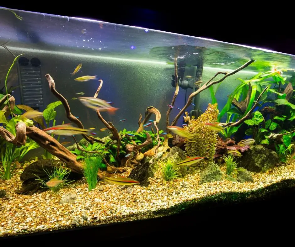 a standard  bioactive aquarium