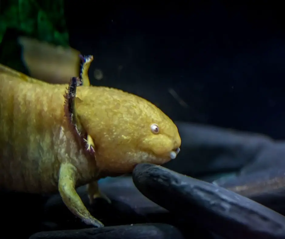 an adult yellow axolotl